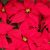 poinsettias-g2692f700e_1920 noel