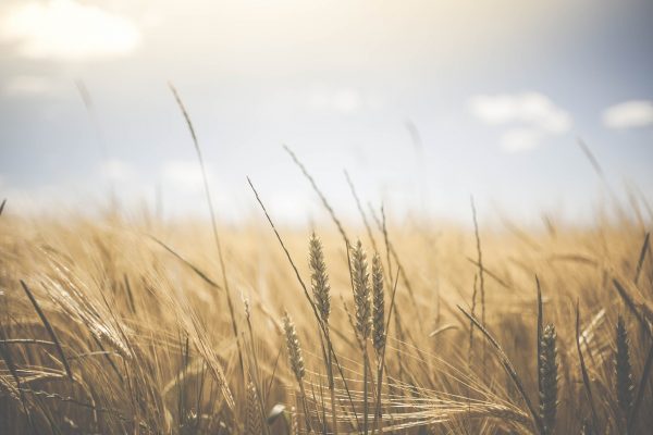 wheat-g1a4d2a500_1920